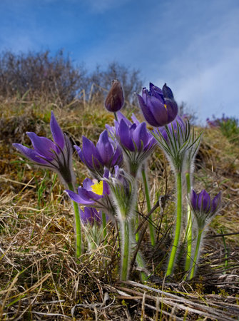 Russia. South Of Western Siberia. Lumbago disclosed (Sleep-grass) - the first spring flowers on the...