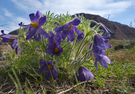 Russia. South Of Western Siberia. Lumbago disclosed (Sleep-grass) - the first spring flowers on the...
