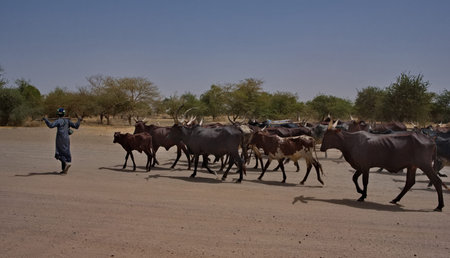 N'Djamena, Chad, February 21, 2026. A young African man leads a giant herd of Zebu cows with huge...