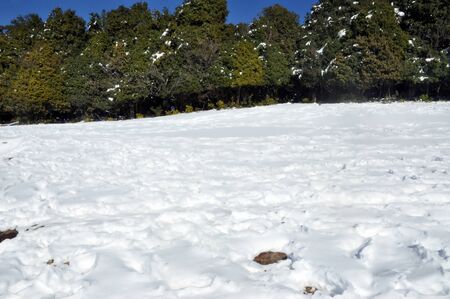 snow field and treeの写真素材