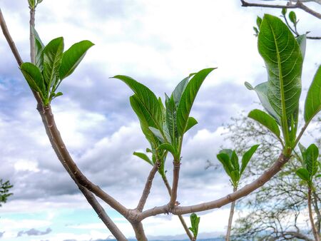 beautiful sky behind the green leafsの写真素材