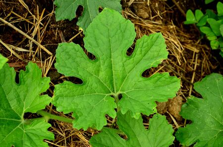 green texture leafs imageの写真素材