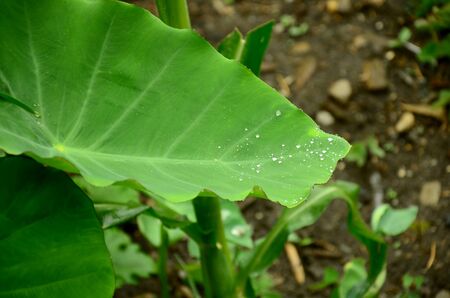 water drops on the leafの写真素材