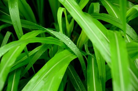 due drops on the green grassの写真素材
