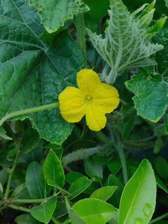 beautiful yellow flower of Cucumber plantの写真素材