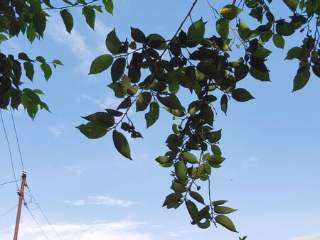 blue sky behind the green leafsの写真素材