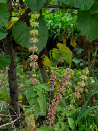 beautiful green plant in the forestの写真素材