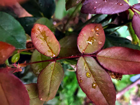 leafs with water drops imageの写真素材