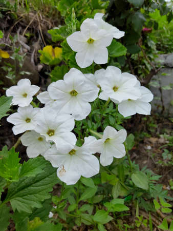 beautiful white flowers imageの写真素材