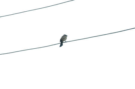 A little bird sitting on the wireの写真素材
