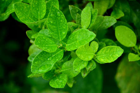 the water drops on the leafs of lemon treeの写真素材