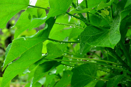 the beautiful water drops in the plantの写真素材