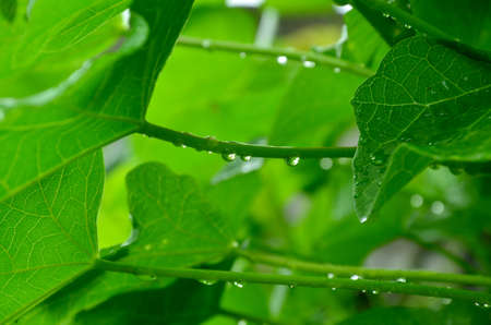 the beautiful water drops in the plantの写真素材