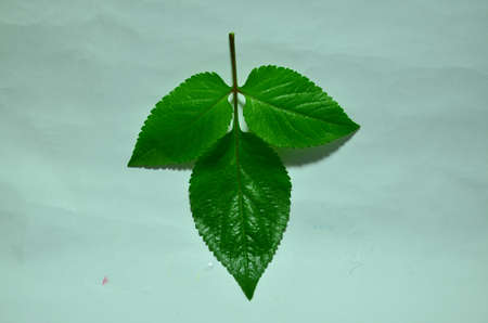 the green textured leaf from the gardenの写真素材
