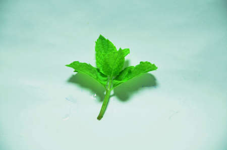 green mint plant leaf from the gardenの写真素材