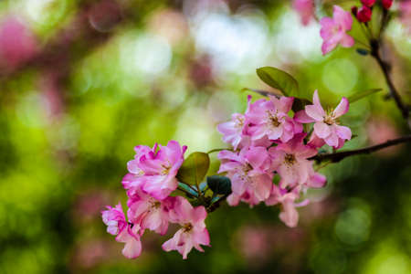 Begonia flowers