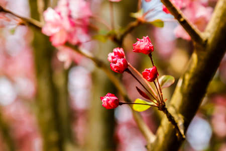 Begonia flowersの写真素材