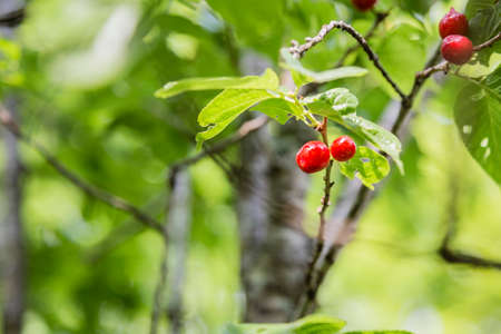 Cherryの写真素材