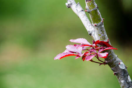 Red leavesの写真素材