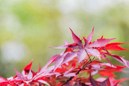 Red leavesの写真素材