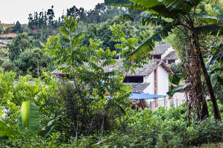 Green plants near the farmhouseの写真素材