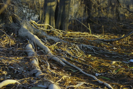 branchesの写真素材