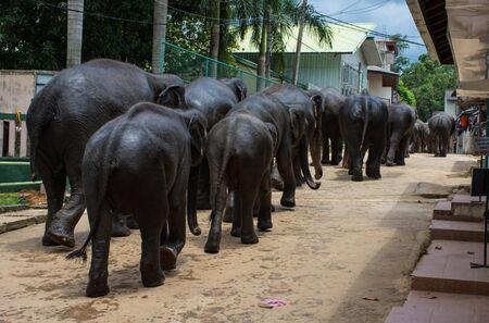 Elephant family walking through a villag Sri Lanka Kandyの写真素材