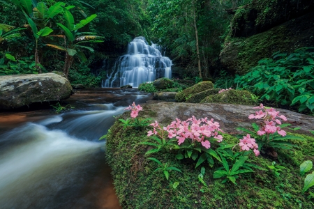 Waterfall and flower in Thailand.の写真素材