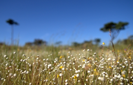 Tropical pastures in laoの写真素材