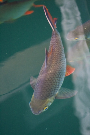 Surface swimming fishの写真素材