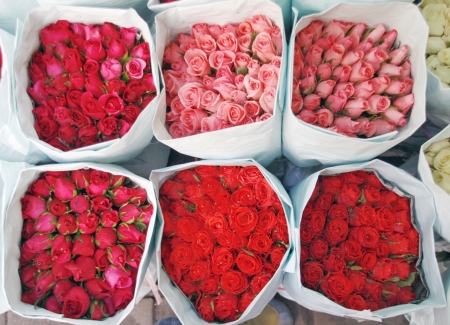 Roses in flower shopの写真素材