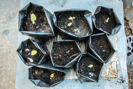 Sapling of trees are growing.の写真素材