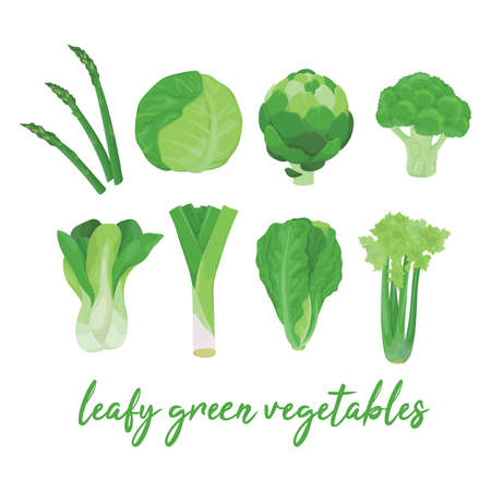 Collection of various hand drawn, colorful leafy green vegetables, isolated on a white background.のイラスト素材