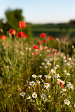 beautiful poppies fieldの写真素材