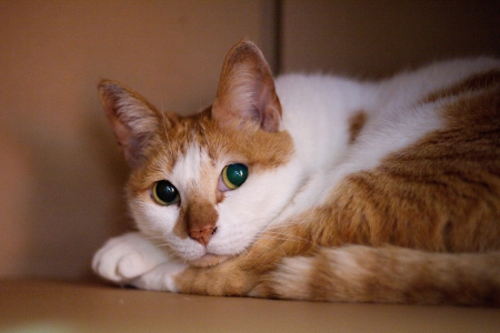 Cat Playing Paper boxの写真素材