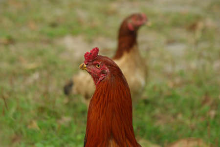 Fighting cock in Thailandの写真素材