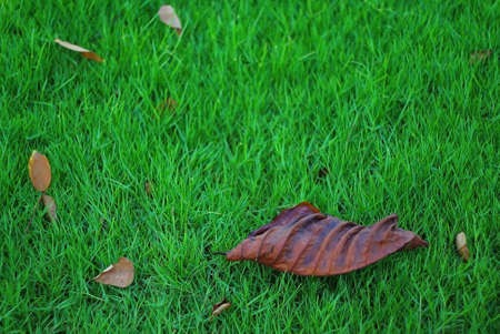 Dry leavesの写真素材