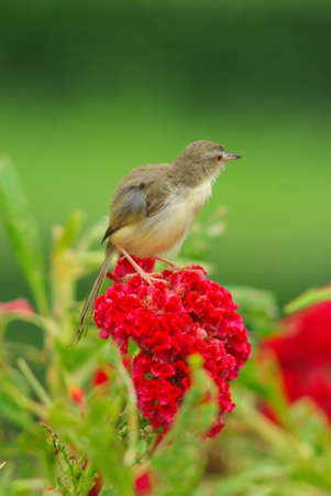 fluffy bird on red flower, Thailand