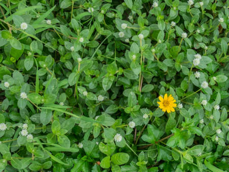 Wild globe everlasting fields and Singapore daisy, creeping-oxeye, trailing daisy, wedelia
