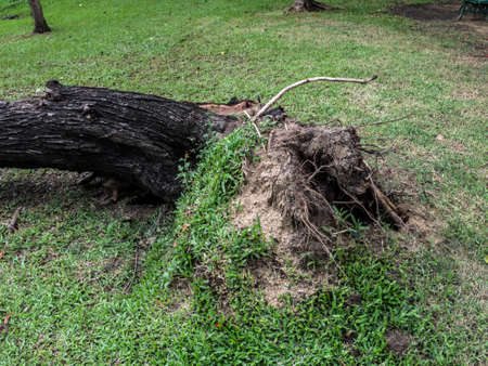 toppled treesの写真素材