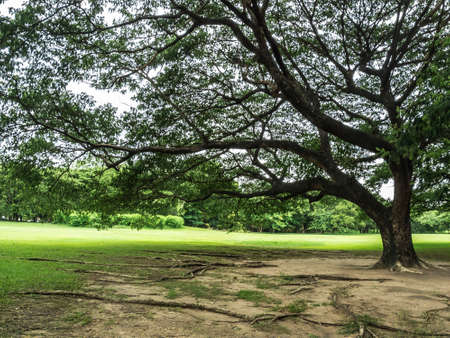 Albizia saman, Samanea saman, Rain treeの写真素材