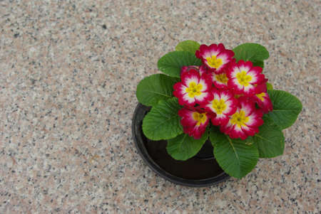 Red Primrose on Marble floor at Doi Ang Khang, Chiang Mai Province, Thailand.の写真素材