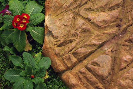 Red Primrose near rock at Doi Ang Khang, Fang District, Chiang Mai Province, Thailand.