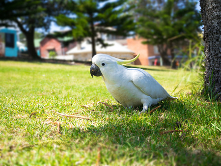 White Parrot sitting on grass fieldの写真素材