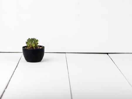 Cactus in small pot on woodの写真素材