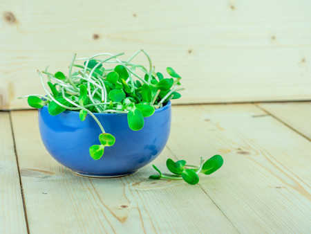 Sunflower sprouts; close up, in blue blow on wood tableの写真素材