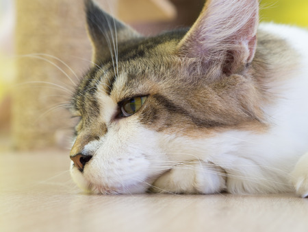 Cat close up face lying on floor side face; central focusの写真素材