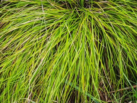 Cogon grass; fresh and greenの写真素材