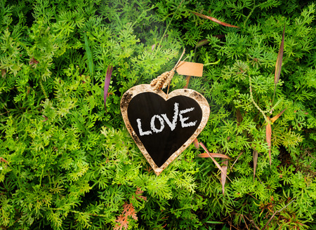 Love on heart shape black board on fernの写真素材