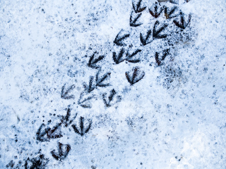 bird footprints in snow
